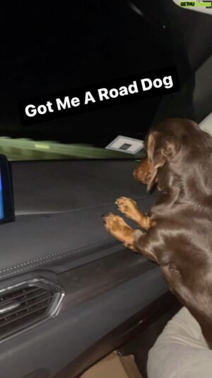 Scott Colton Instagram - Ripley was born for this life. #aew #aewdynamite #doxie #dauschundsofinstagram #sausagedog #weinerdogsofinstagram #weinerdog