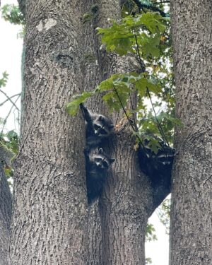 Scott Wolf Instagram - This Mama was protecting her babies in the tree. She was READY. 

My pups had no idea how lucky they were for that window between them. 

🐻>🐶