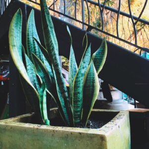 Scytorya Rhodes Instagram - I planted this new baby in our backyard. 🪴 🌱 ✨
.
.
.
#calm #snakeplant #plants #peace #plantmom  #plantsofinstagram