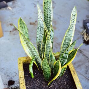 Scytorya Rhodes Instagram - I planted this new baby in our backyard. 🪴 🌱 ✨
.
.
.
#calm #snakeplant #plants #peace #plantmom  #plantsofinstagram