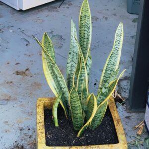 Scytorya Rhodes Instagram - I planted this new baby in our backyard. 🪴 🌱 ✨
.
.
.
#calm #snakeplant #plants #peace #plantmom  #plantsofinstagram