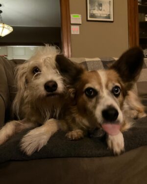 Seamus Dever Instagram - About 7 million homes across the U.S. are planning to add a pet to their family this year. If just 6% more people choose to adopt rather than purchase a new best friend, we would end the killing of pets in our nation’s shelters.
Our best friends don’t belong in shelters. They belong at home with us. So together, let’s bring our best friends home. 
Every 90 seconds, a dog or cat is killed in a shelter just because they don’t have a safe place to call home. Let’s change that. #bringlovehome. 
By donating, adopting, and spreading the word, everyone can make a difference for pets in shelters. 
Brava, @bestfriendsanimalsociety. Keep doing this amazing work.