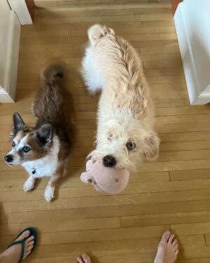 Seamus Dever Instagram - About 7 million homes across the U.S. are planning to add a pet to their family this year. If just 6% more people choose to adopt rather than purchase a new best friend, we would end the killing of pets in our nation’s shelters.
Our best friends don’t belong in shelters. They belong at home with us. So together, let’s bring our best friends home. 
Every 90 seconds, a dog or cat is killed in a shelter just because they don’t have a safe place to call home. Let’s change that. #bringlovehome. 
By donating, adopting, and spreading the word, everyone can make a difference for pets in shelters. 
Brava, @bestfriendsanimalsociety. Keep doing this amazing work.