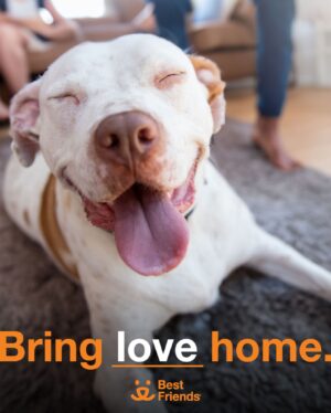 Seamus Dever Instagram - About 7 million homes across the U.S. are planning to add a pet to their family this year. If just 6% more people choose to adopt rather than purchase a new best friend, we would end the killing of pets in our nation’s shelters.
Our best friends don’t belong in shelters. They belong at home with us. So together, let’s bring our best friends home. 
Every 90 seconds, a dog or cat is killed in a shelter just because they don’t have a safe place to call home. Let’s change that. #bringlovehome. 
By donating, adopting, and spreading the word, everyone can make a difference for pets in shelters. 
Brava, @bestfriendsanimalsociety. Keep doing this amazing work.