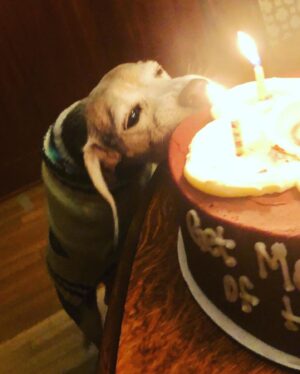 Seamus Dever Instagram - Many of you knew the Legend that was Maizy the Beagle. It grieves us so much to tell you that she’s gone. She lived three lifetimes worth of dog lives. 17 years! 
We rescued you at Beagles and Buddies after you jumped in my lap and kissed my face, a signature Maizy move. She’s the only dog that I got to pick as a pet ever. She was “my fault” as we’d sometimes say. But what a life she had. 
She was a cover model for Life and Dog magazine, in a commercial for Best Friends Animal Sanctuary, 2nd place at the Race for the Rescues 5k run, she was on tv shows sets and even became a theatre dog at Laguna Playhouse. She had multiple backyards to get in trouble in and even once fulfilled her lifetime bloodlust goal of catching a squirrel. 
I have many scars on my body as the result of our disagreements concerning “what are you eating?” I guess I’m happy that I have those scars to remember her now. But she also healed me many times in ways she could never understand. 
She wasn’t a good girl but she did everything Maizy style. And maybe it’s better to be a one of a kind, original than be a good girl. Godamn it but we miss her so.