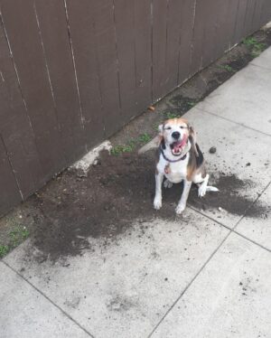 Seamus Dever Instagram - Many of you knew the Legend that was Maizy the Beagle. It grieves us so much to tell you that she’s gone. She lived three lifetimes worth of dog lives. 17 years! 
We rescued you at Beagles and Buddies after you jumped in my lap and kissed my face, a signature Maizy move. She’s the only dog that I got to pick as a pet ever. She was “my fault” as we’d sometimes say. But what a life she had. 
She was a cover model for Life and Dog magazine, in a commercial for Best Friends Animal Sanctuary, 2nd place at the Race for the Rescues 5k run, she was on tv shows sets and even became a theatre dog at Laguna Playhouse. She had multiple backyards to get in trouble in and even once fulfilled her lifetime bloodlust goal of catching a squirrel. 
I have many scars on my body as the result of our disagreements concerning “what are you eating?” I guess I’m happy that I have those scars to remember her now. But she also healed me many times in ways she could never understand. 
She wasn’t a good girl but she did everything Maizy style. And maybe it’s better to be a one of a kind, original than be a good girl. Godamn it but we miss her so.