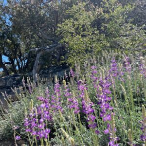 Sean Giambrone Instagram - Weekend in @idyllwildcalifornia and great hiking at #sanjacintostatepark Beautiful mountain area. #hikingadventures #idyllwildcalifornia #hikeidyllwild #sanjacintomountains #sanbernardinonationalforest