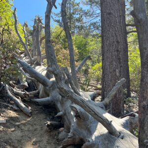 Sean Giambrone Instagram - Weekend in @idyllwildcalifornia and great hiking at #sanjacintostatepark Beautiful mountain area. #hikingadventures #idyllwildcalifornia #hikeidyllwild #sanjacintomountains #sanbernardinonationalforest