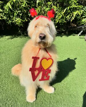 Sean Hayes Instagram - Happy Valentine’s Day.  Ricky would like you to know that he is in love.  With food. It’s been going on for 4 years now and shows no signs of slowing down. “I think I found the one” was his quote today.