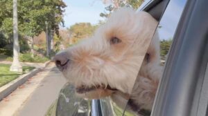 Sean Hayes Instagram - Falkor? No, it’s Ricky! But in Ricky’s mind, he can fly just like him. #NeverendingStory