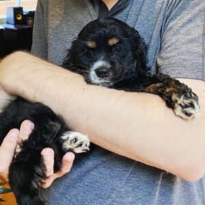Sean Murray Instagram - omg completely in love with the newest member of our family!!Millie is a Cocker Spaniel, nine weeks old 🐶☺️