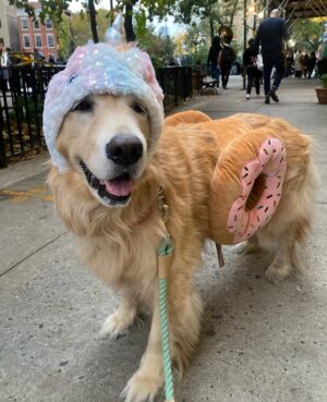 Sean O'Pry Instagram - Unicorn Donut 🍩 won. Happy Halloween