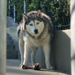 Sean Ryan Fox Instagram - “My bone...” 🦴 #stallion #husky (Diesel^)