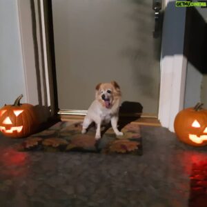 Sean Waltman Instagram - Trying to bring a sense of normalcy to things this Halloween by carving pumpkins. Something I dont normally do. #halloween #wwe #dogslife #dogsofinsta
