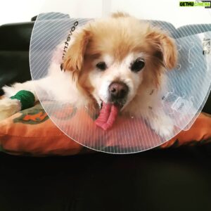Sean Waltman Instagram - Lula had surgery today. I've already posted about it on Twitter, but I think a lot of ppl on here don't do Twitter anymore. Anyways, she had tumors removed & now she's home resting. She's an old girl, so I was a little worried. That cone doesn't seem to bother her. Maybe she's still too f---ed up to care yet.  #dogs #dogstagram