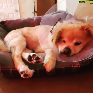 Sean Waltman Instagram - Lula had surgery today. I've already posted about it on Twitter, but I think a lot of ppl on here don't do Twitter anymore. Anyways, she had tumors removed & now she's home resting. She's an old girl, so I was a little worried. That cone doesn't seem to bother her. Maybe she's still too f---ed up to care yet.  #dogs #dogstagram