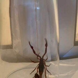 Sebastián Ugarte Instagram - Antes del Huracán cambio la conducta de los animales y aparecieron insectos en el interior de las habitaciones.