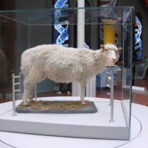 Sebastián Ugarte Instagram - July 5, 1996, marks the birth of Dolly the sheep, the first mammal cloned from an adult cell. 🐑🧬 #DollyTheSheep #cloning