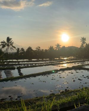 Semra Hunter Instagram - 🇮🇩Bali, part 4: Anyone fancy some rice?
.
.
.
#Bali #Indonesia #Ricefields #Riceterraces #Rice #Jatiluwih #Ubud #Munduk #Tegallalang #AdventurousSoul #TravelGram #Balilicious #Nomad #EndlessExploration