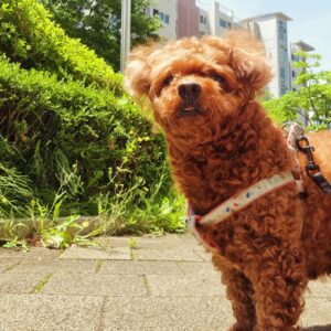 Seo Yeong Instagram - 일요일은 비교적 한가롭게 우리 김말리와 시간보내기🐶
더벅머리 김말리 어여 미용해야게따ㅋ
#곱슬강아지
#김말리만세