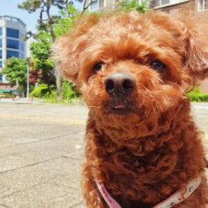 Seo Yeong Instagram - 일요일은 비교적 한가롭게 우리 김말리와 시간보내기🐶
더벅머리 김말리 어여 미용해야게따ㅋ
#곱슬강아지
#김말리만세