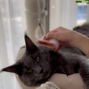 Sergey Sirotkin Instagram - Настоящее спасение для кошатников 🐈‍⬛
 
Как вы знаете у нас с Дашей целых 3 мейнкуна. С появлением котят мы, как ответственные хозяева, многое узнали об уходе за ними. 

Куны —  длинношёрстные кошки, которые требуют особого ухода.  Основа здоровой, шелковистой шубки наших любимцев — хорошее питание и регулярное вычёсывание, которое для этой породы особенно важно, чтобы коты, вылизывая себя, проглатывали как можно меньше шерсти.

У нас дома есть несколько расчесок, но одна из них всегда с нами, и дома, и на даче. С ней домашний уход стал совсем простым, ведь наши пушистые друзья воспринимают расческу как приятный массажёр, а не пытку вычесывания шерсти. 

Делюсь с вами нашей находкой, которая облегчит жизнь всем, кто так же, как и мы, любит своих питомцев и заботится об их здоровье.

Артикул на вайлбериз: 44091899