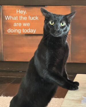 Seth MacFarlane Instagram - My cat demands 24/7 entertainment. I am quitting my job to devote all my resources to this task unless effectively absorbing cat toy recommendations are offered. Thank you and no I am not ashamed to ask this.