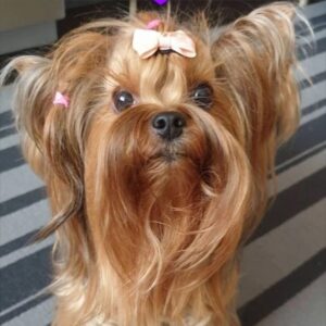 Sevtap Parman Instagram - Benim biricik kızım.Allah Nazarlardan korusun seni Meleğim.Benim hayat arkadaşım.Yerim seni yerim Lilaaaaam.💜💜💜💜💜💜💜💜💜💜💜#yorkie#girl#lila