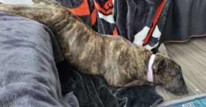 Shaggy 2 Dope Instagram - Goodmorning... this how my dog sleeps