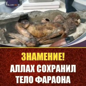 Shamil Abdurakhimov Instagram - Священный Коран шествует всегда впереди, а наука и техника идут вслед за Ним. Вот и следующее событие, упомянутое в Священном Коране, есть лишь один из примеров, подтверждающих этот факт.
Всевышний Аллах сказал Фараону, который, находясь в отчаянном положении, хотел ухватиться за спасательный круг религии Ислам, боясь сгинуть в пучине Красного моря: «Теперь (ты уверовал)?! Но раньше (в течение всей своей жизни) ты не повиновался (Нам) и был нечестивцем». (Сура «Юнус», 91)
Всевышний Аллах не принял признания Ислама Фараоном, находившимся в безнадежном положении. Он сказал ему:
«Сегодня же Мы вынесем твое (безжизненное) тело на берег, чтобы ты был знамением для последующих поколений. Воистину, многие люди пренебрегают Нашими знамениями». (Сура «Юнус», 92)