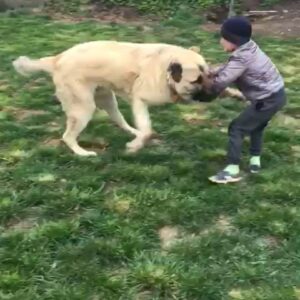Shamil Abdurakhimov Instagram - Так и воспитываются юные  храбрецы в Дагестане и после становятся чемпионами.💪