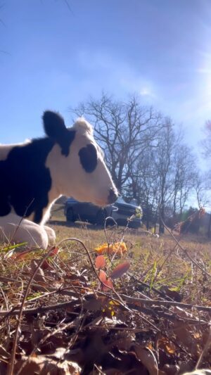 Shandi Finnessey Instagram - Sweet Tofu came to live with us a few weeks ago. Before this, I had never spent time with a cow before. Heck, I don’t think I had even pet a cow! I knew they were sweet animals but had no idea how calm and gentle they were… how they have their own personalities… and how they love to be loved. Tofu is the best addition to our farm. And if I didn’t already have a lifestyle that omits all chicken/pork/beef, there’s no way I could ever eat another steak or beef burger again after knowing Tofu. He truly is just a great big puppy dog! And I hope he lives forever…
#farmlife
