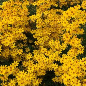 Shannon Lucio Instagram - Can’t help but feel good when I look at these little beauties.  #putsasmileonmyface #yellow #flowers #feelinggood #actorslife #positivevibes