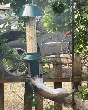 Sharon Bialy Instagram - The G.O.A.T. Of all squirrels. This bird feeder cannot advertise as squirrel proof!