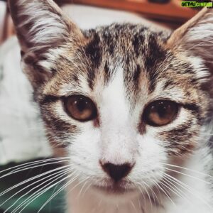 Shawn Morales Instagram - Introducing the newest member of our family welcome to the stage #Merlinthekat!