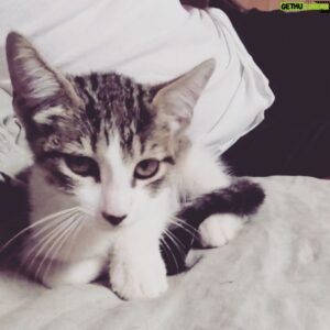 Shawn Morales Instagram - Introducing the newest member of our family welcome to the stage #Merlinthekat!