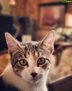 Shawn Morales Instagram - #Merlinthekat enjoying the indoors during this beautiful fall weather