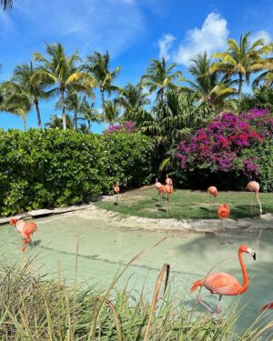 Shelly Bhalla Instagram - EPIC trip celebrating my sweet brother’s 40th 🏝️🇧🇸