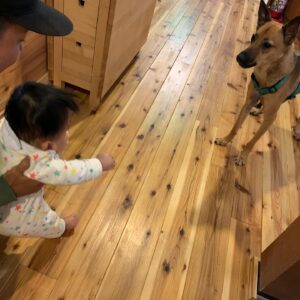 Shiho Watanabe Instagram - いつか訪れてみたいな〜と思っていた @onpoint_madarao 本当に素敵なお宿でした！ご夫婦で経営されているリノベーション・ペンション。 @kaorisereni ちゃんお手製のディナーやサワードウ・ブレッドに梅酒、どれも絶品だった🤤とてもリラックスした雰囲気で都内からちょっと足を延ばすにはピッタリだと思います🏔🐕もちろん赤ちゃん連れの方にもおすすめ🍼てかコロナが落ち着いたら息子も一緒に色んなところに旅行したいな〜。本人の記憶には全く残らないだろうけどさ。