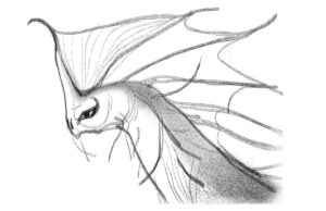 Shiyoon Kim Instagram - More early sketches of Red!

#theseabeast