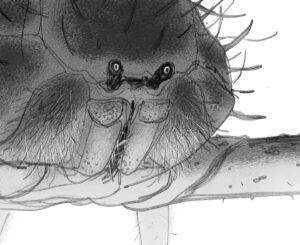 Shiyoon Kim Instagram - 🦀 Learned so much about the beauty of crabs from designing this guy- I grew an appreciation for the complexity of they’re mouth structures and all the little pieces that are layered inside- ultimately we didn’t go that direction but the journey to learn about these real creatures and the spectrum of shapes was joyful as a designer***

#theseabeast