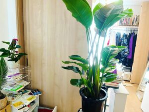 Shizu Mizuno Instagram - 勢いで買ったでかい植物が届いた。でかい。明らかに良植物だ。インターネットを熱心に見て回ったところ、キャバクラ嬢にフラワーを配送する業者のshopがなぜか一回り安かったので、そこで買った。相場感が違うのだろうか。フラワーと比べてしまうと、緑で嬢はさほど喜ばなさそうだから、その分安いのかもしれない。即日黒服が届けに来て、玄関先で「家だけど、合ってますか？」と聞かれた。合っている。