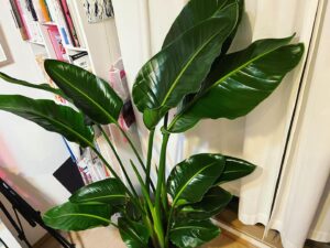 Shizu Mizuno Instagram - 勢いで買ったでかい植物が届いた。でかい。明らかに良植物だ。インターネットを熱心に見て回ったところ、キャバクラ嬢にフラワーを配送する業者のshopがなぜか一回り安かったので、そこで買った。相場感が違うのだろうか。フラワーと比べてしまうと、緑で嬢はさほど喜ばなさそうだから、その分安いのかもしれない。即日黒服が届けに来て、玄関先で「家だけど、合ってますか？」と聞かれた。合っている。