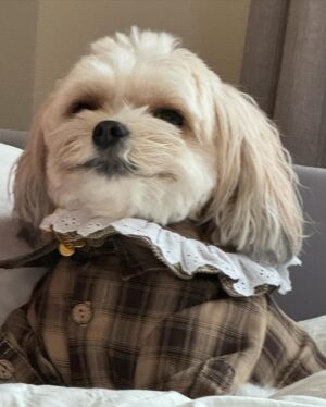 Shunsuke Takeuchi Instagram - 犬が一番☁️☁️☁️