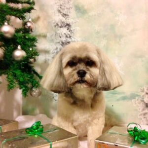 Sian Gibson Instagram - Merry Christmas!!!! From Lola and her new bob xx 🎅🏻🎄🎅🏻