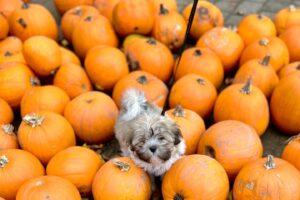 Sian Gibson Instagram - Peggy Pumpkin 🎃