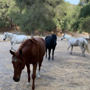 Sibylla Deen Instagram - Be with nature. Be with wild horses. Let them come to you. Tell them your secrets. Let them heal you. Let them fall asleep on your shoulder, a soft cushion for your tears. Let them show you the way. 

I have been asking a lot recently for quiet. A way to separate my thoughts from my intuition, to be able to feel my gut, for decisions to be easy, to hear. An uncluttered mind. Peace.

This experience gave me back my freedom. I forgot about my phone and Instagram. (Cass took a few pictures at the end to document the experience) but I was mostly in a daze and still am. A calm and clear enchantment. 

I stayed longer than I had planned. Falling asleep when the sky turned to night and waking up with the sun. Days spent only with horses and mostly in silence. A very simple life.

Ironically I felt compelled to share my insight on Instagram, to give back, to say thank you to Cass @thereflectivehorse and her herd and draw more awareness to somatic horse therapy and the preservation of endangered wild horse herds. 

The world is a tough place to be in. So breath and keep your feet on the ground and go outside. I hope this resonates. Or helps even one person who needed to hear it today. 

All my love 🌬🌬🌬