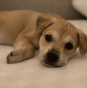 Sibylla Deen Instagram - Goodbye to my little boy Basil. 😢Fostering puppies is immensely rewarding for your soul and their growth but it hurts my heart a lot every time I say bye. I may not be cut out for it because I love them far too much, but then I suppose that love is what they need when they are so young. So I continue. And today Basil went to a beautiful home with Jeremy and Michelle who will love him just as much as I do and they have a big yard and don’t have to travel for work all the time. So it’s ok. I’ll cry a bit and tonight will be hard but he will be happy and that’s all that matters. Adopt don’t shop. Bye my little boy, you have really made me laugh and brought me so much joy! And thanks to @tobiessmalldogrescue  for everything that you do.