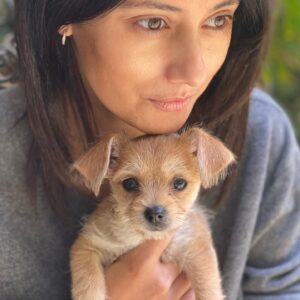 Sibylla Deen Instagram - Pee Wee 🐕 🐶🧸 ❤️☺️🐾 @tobiessmalldogrescue #adoptdontshop #fosteringsaveslives