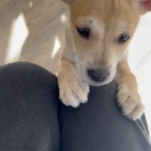 Sibylla Deen Instagram - Goodbye to my little boy Basil. 😢Fostering puppies is immensely rewarding for your soul and their growth but it hurts my heart a lot every time I say bye. I may not be cut out for it because I love them far too much, but then I suppose that love is what they need when they are so young. So I continue. And today Basil went to a beautiful home with Jeremy and Michelle who will love him just as much as I do and they have a big yard and don’t have to travel for work all the time. So it’s ok. I’ll cry a bit and tonight will be hard but he will be happy and that’s all that matters. Adopt don’t shop. Bye my little boy, you have really made me laugh and brought me so much joy! And thanks to @tobiessmalldogrescue  for everything that you do.